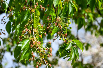 Blüten, Frühjahr, Obst, Früchte, Ernte, Bestäubung