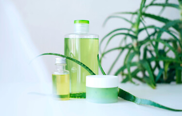 Medicinal aloe plant is used for treatment and preparation of cream. Aloe vera plant leaves and skin care gel. Natural organic cosmetics.