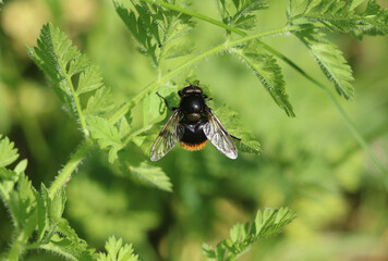 Hummel-Waldschwebfliege - Bumblebee hoverfly