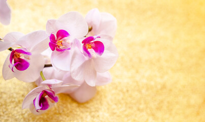A branch of white orchids on a shiny gold background
