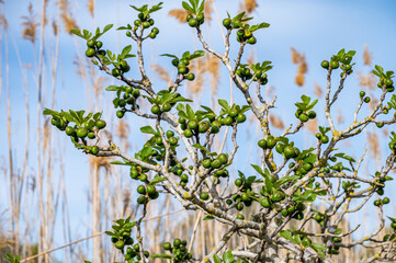 Blüten, Frühjahr, Obst, Früchte, Ernte, Bestäubung