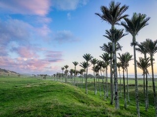 Obraz premium Grove of Nikau palm trees on farmland at sunset Karamea, West Coast, New Zealand.
