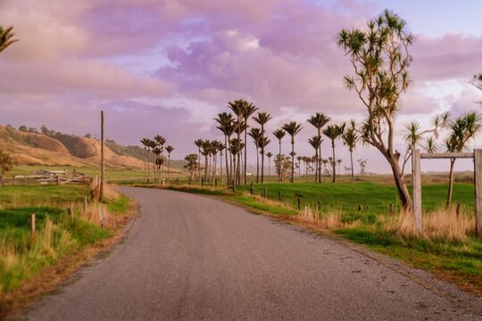 Quiet country road, farmland and Nikau Palm Trees in Karamea, West Coast, New Zealand.