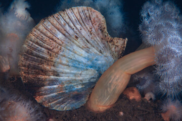 Bluish scallop shell among sea anemones