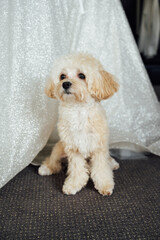 Maltipoo dog sitting next to a wedding dress on the wedding day