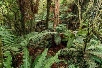 Native forest in Abandoned historic Mitchells Gully Goldmine, Westport, West Coast, New Zealand.