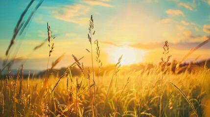 Fototapeta premium Serene Sunrise/Sunset Over Wheat Field