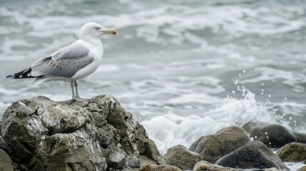 Obraz premium Seagull on Rock Near Ocean with Waves and Vibrant Colors