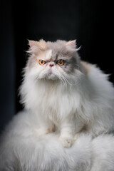 cat brown and white long fur