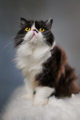 cat black an white long fur