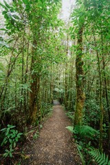 Native rainforest trail in the Opara Basin, Karamea, West Coast, New Zealand.