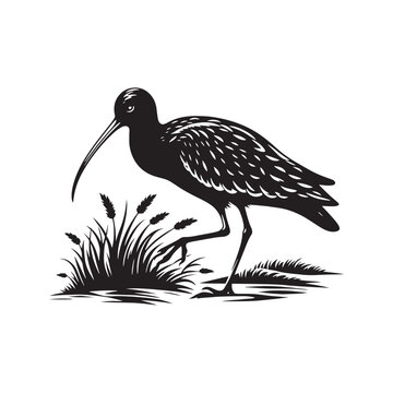recommend clip art: Black Vector Silhouette of a Curlew, Dancing Along the Shoreline in Elegance- Curlew Vector - Curlew Illustration.