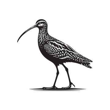 recommend clip art: Black Vector Silhouette of a Curlew, Dancing Along the Shoreline in Elegance- Curlew Vector - Curlew Illustration.