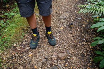 Native robin bird on a hiking trail standing next to a mans legs. Opara Basin, Karamea, West Coast, New Zealand.