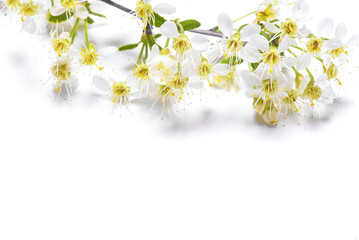 Cherry stem with blooming flowers isolated on the white background. Top view.