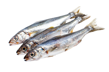 Anchovy Fish: A Small Fish with Big Flavor Isolated on Transparent Background