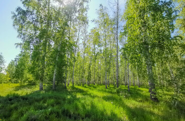 Birch forest