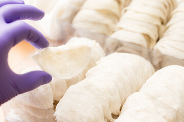 Hand hold Fresh raw edible bird nest with glove