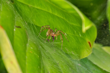 Agelenopsis aperta or desert grass spider, macro photo.