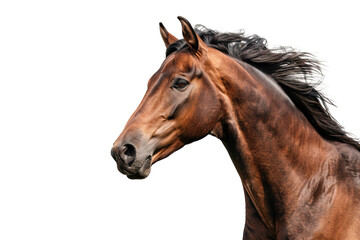 Obraz premium Grace and Elegance: The Andalusian Horse Breed Isolated on Transparent Background