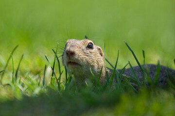 A European ground squirrel in a meadow in spring