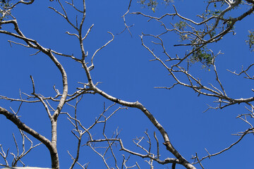 Tree branches with sparse foliage against a clear blue sky background