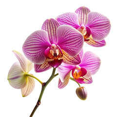 Obraz premium Orchid on transparent background
