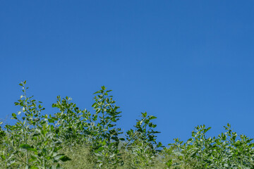 Nicotiana glauca is a species of flowering plant in the tobacco genus Nicotiana of the nightshade family Solanaceae. tree tobacco.  Pearl Harbor, Oahu Hawaii Plant