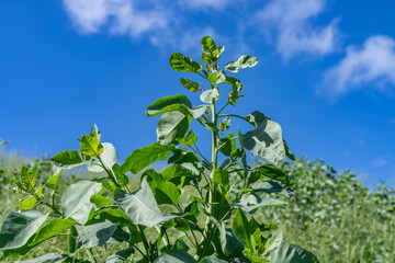 Nicotiana glauca is a species of flowering plant in the tobacco genus Nicotiana of the nightshade family Solanaceae. tree tobacco.  Pearl Harbor, Oahu Hawaii Plant