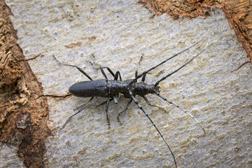 A pair of capricorn beetles sitting on a tree trunk