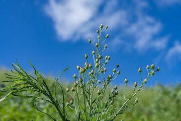 rigeron bonariensis is a species in the family Asteraceae, lax-leaf fleabane, wavy-leaf fleabane, Argentine fleabane, hairy horseweed, asthma weed and hairy fleabane. Pearl Harbor, Oahu Hawaii Plant


