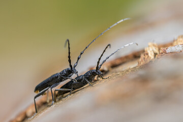 A pair of capricorn beetles sitting on a tree trunk