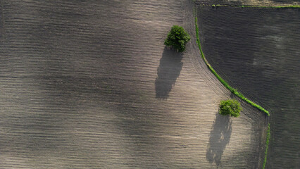 A field with a green line of trees on one side and a brown line of trees on the other. The contrast...