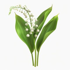 Blooming lily of the valley flowers on a pure white background