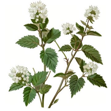 A poisonous White Snakeroot plant displays elegant white flowers and vibrant green leaves