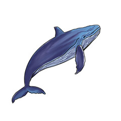 dolphin in the water