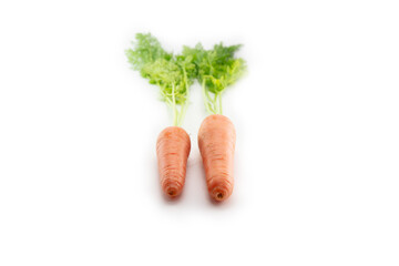 Two fresh harvested carrots with green leaves still intact. Isolated on white.