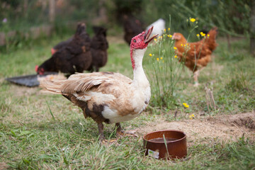 Muscovy duck in the garden in summer