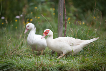 Muscovy duck in the garden in summer