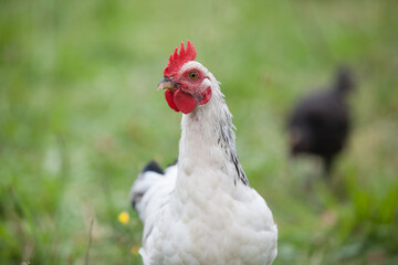 Young cock looking at you