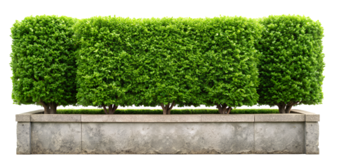 Green tree wall fence with stone or rock planter, bush or shrub hedge trimming, isolate on white
