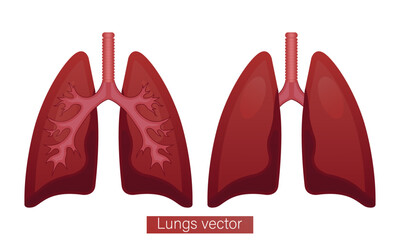 Human lung flat vector design, respiratory system healthy lungs anatomy flat medical organ icon.