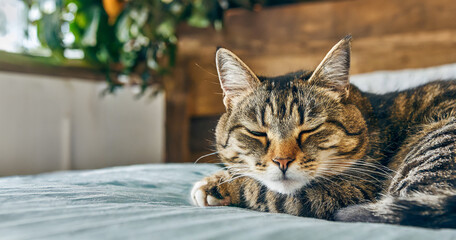 Kiji tora cat sleeping in the living room