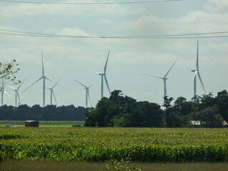 Many wind turbines for electricity generation, behind a cornfield.