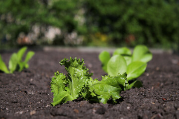 Close up of homegrown small green lettuce leaves in a bed in a garden