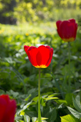 Red tulip behind a green background.
