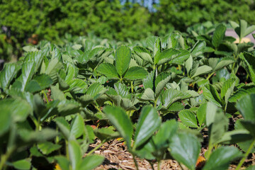 Young strawberry plants growing in a bed in the garden