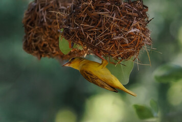 Ploceus subaureus, Yellow-bellied Weaver nesting, Zanzibar near Jambiani	