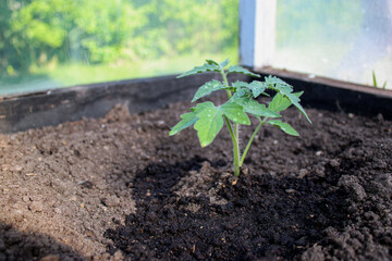 Young tomato seedling plants growing in soil in a greenhouse