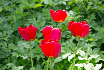 Red garden tulips on a green background.